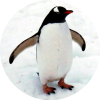 blushingpenguin
